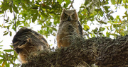 10th May 2019 - Great Horned Owl Baby's!