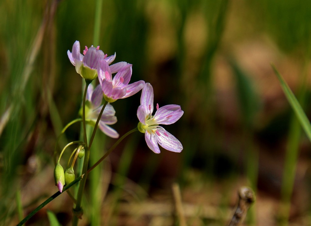 Wildflowers  by lynnz