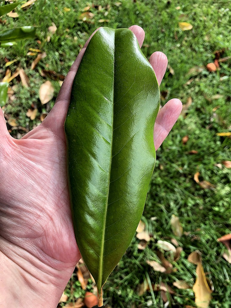 Magnolia leaf by homeschoolmom