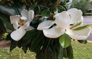 11th May 2019 - Magnolias in bloom