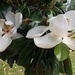 Magnolias in bloom by homeschoolmom