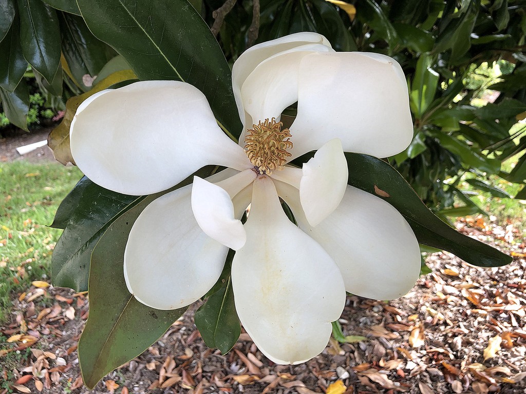 Magnificent Magnolia by homeschoolmom