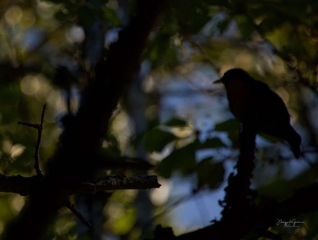 ~In Search of a Tanager~ by crowfan
