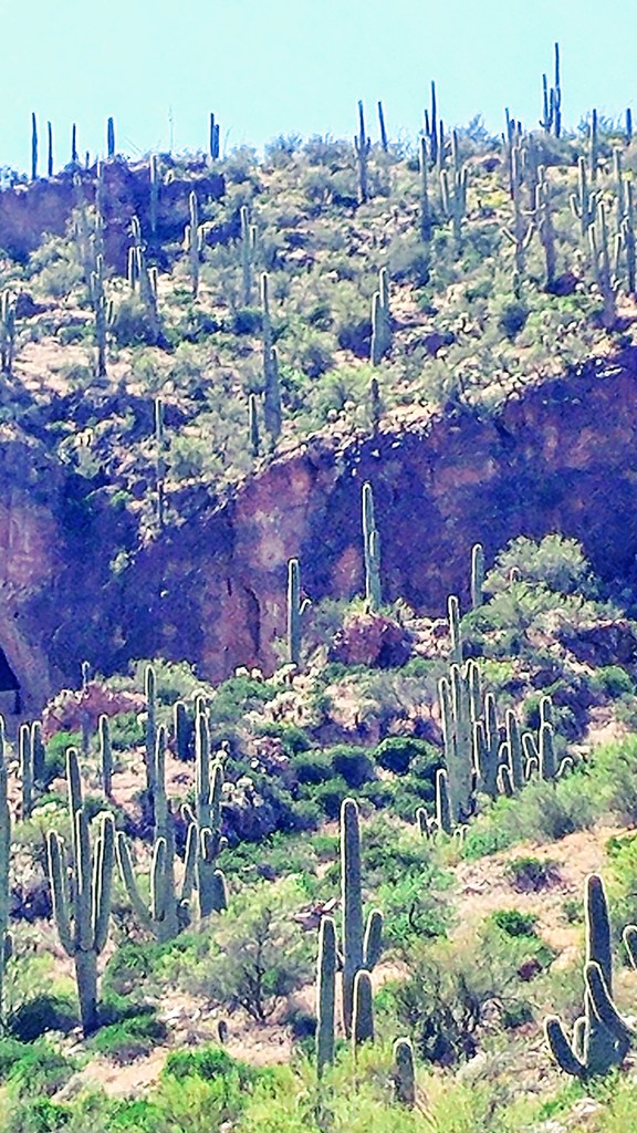 Saguaro Cacti by harbie