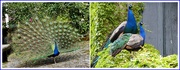 11th May 2019 - Peacocks Showing Off