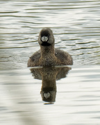 10th May 2019 - pied billed grebe front