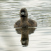 pied billed grebe front by rminer