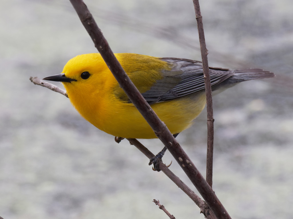Prothonotary Warbler by rminer