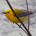 Prothonotary Warbler by rminer