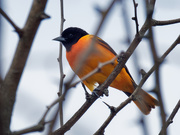 10th May 2019 - Baltimore Oriole