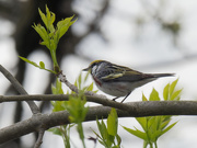 10th May 2019 - chestnut-sided warbler