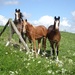 horses on a dike by gijsje