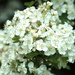 May Blossom by davemockford