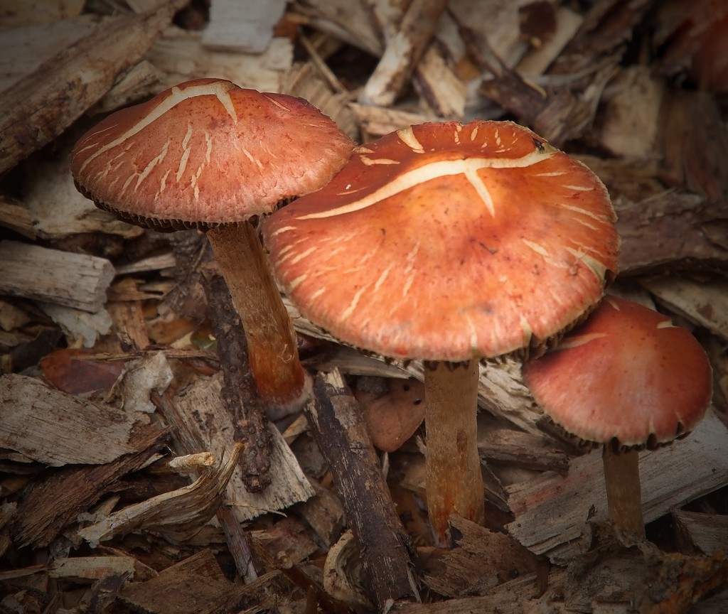 A flush of fungi by kiwinanna