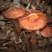 A flush of fungi by kiwinanna