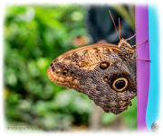 11th May 2019 - Giant Owl Butterfly