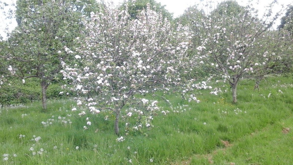 Apple Blossom by arthurclark