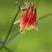 May 11: Columbine by daisymiller