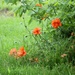 May 10: Orange Poppy by daisymiller