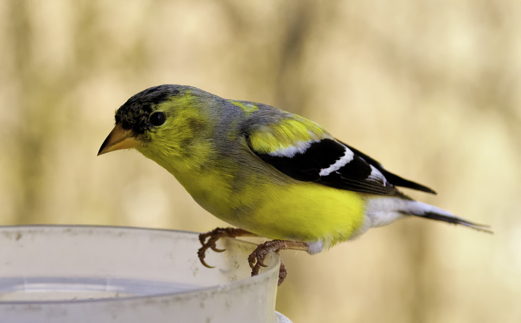 Goldfinch by jeffjones