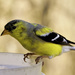 Goldfinch by jeffjones