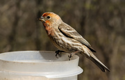 7th May 2019 - House Finch