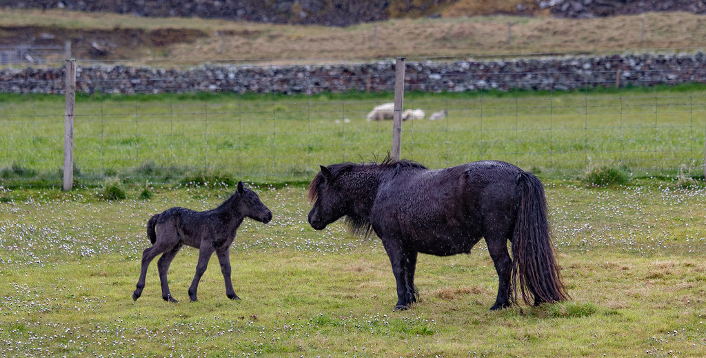 Mother & Foal by lifeat60degrees