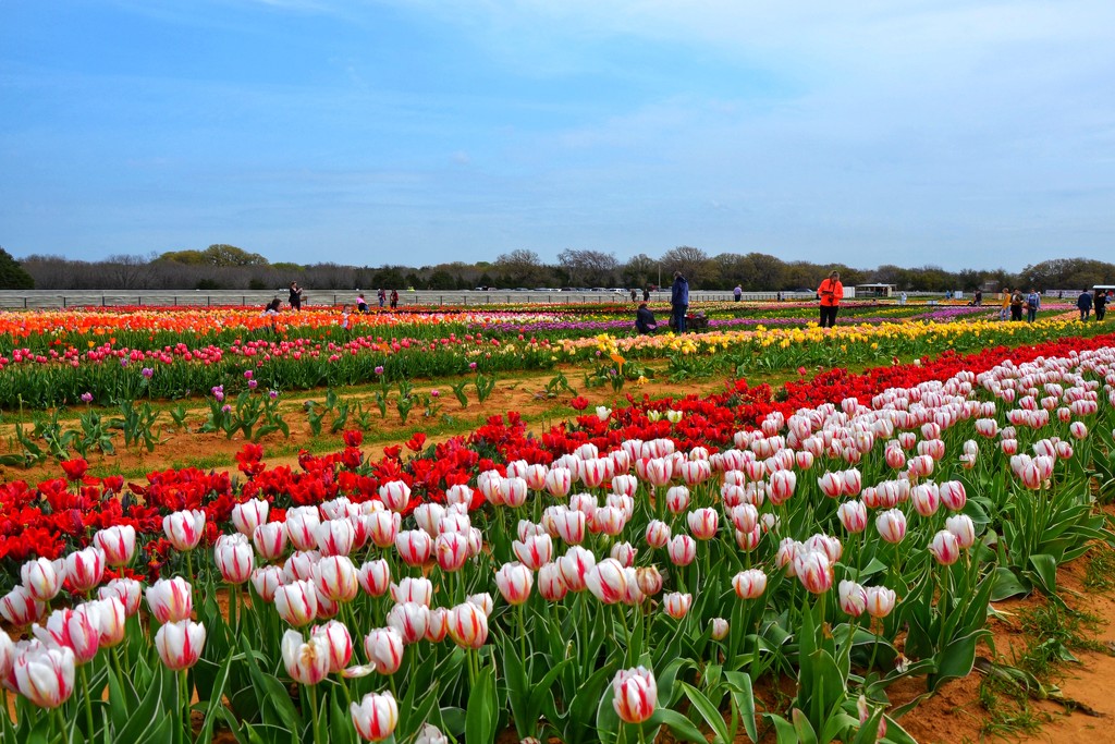 The Texas Tulip fields by louannwarren