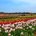 The Texas Tulip fields by louannwarren