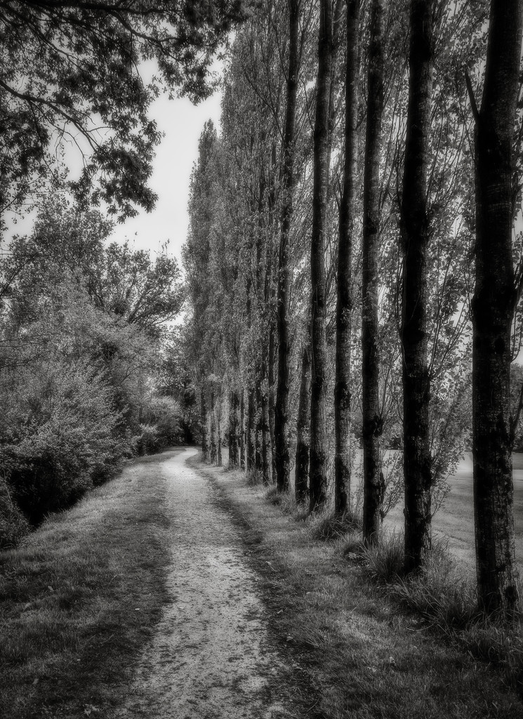 Tree-lined Pathway... by vignouse