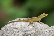 11th May 2019 - LHG_8465 Anole on the cherub
