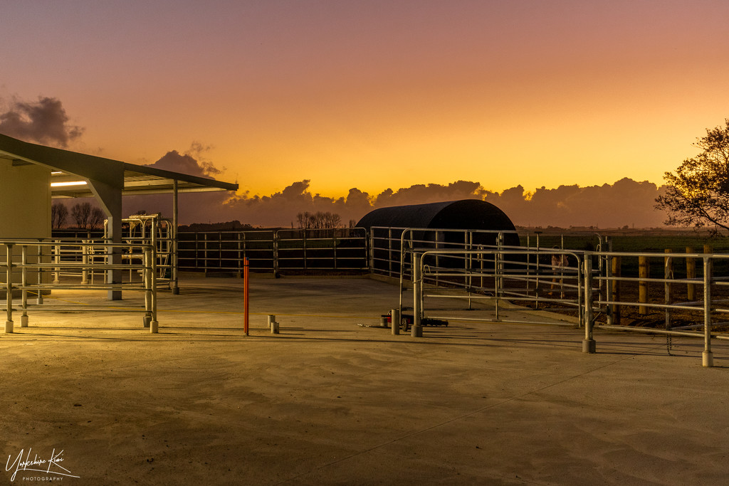 Sunset at the Cow Shed by yorkshirekiwi