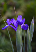 11th May 2019 - Focus Stacked Iris