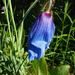 first blue poppy by anniesue