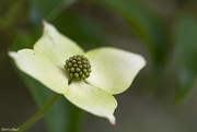 11th May 2019 - Dogwoods