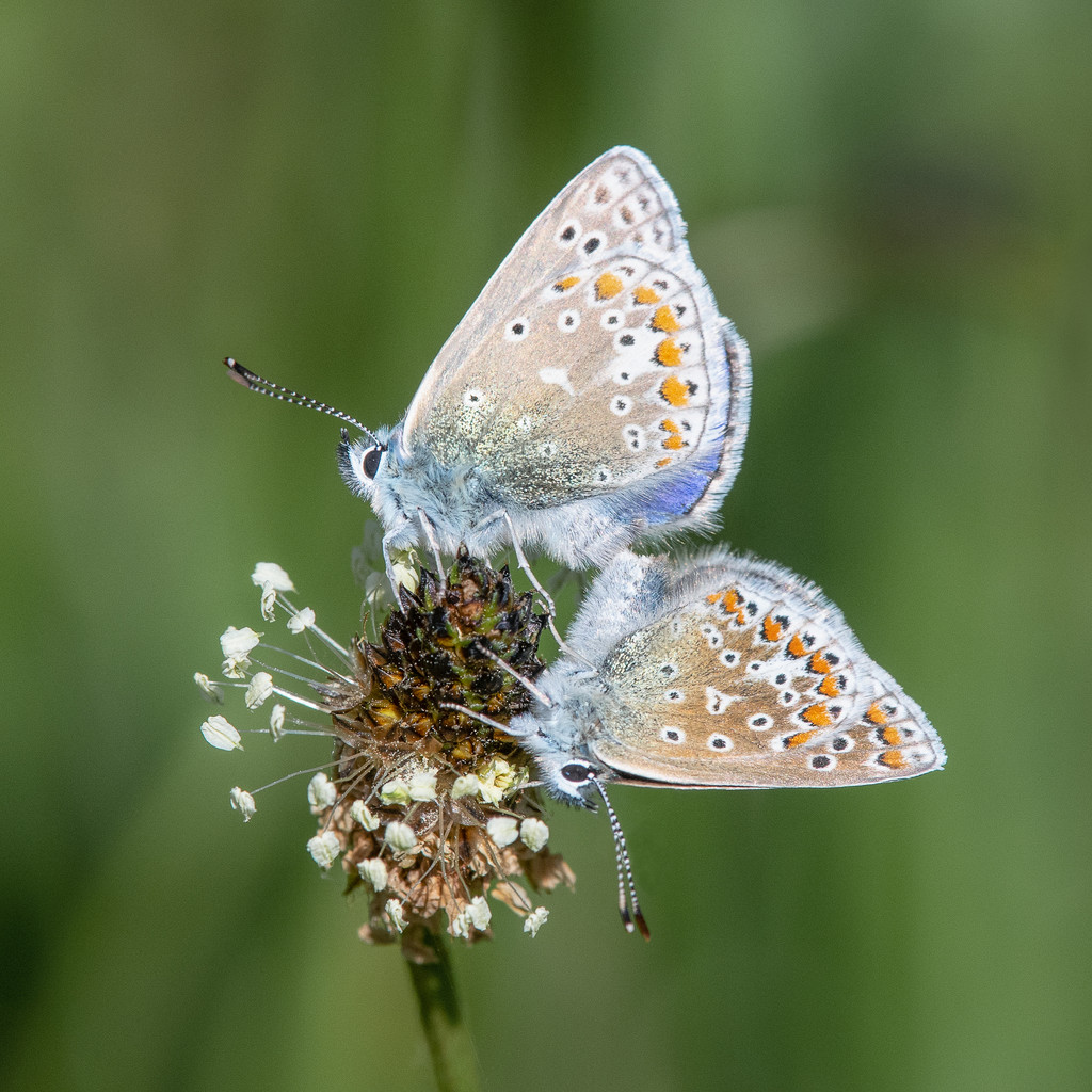 Common blue pair by inthecloud5