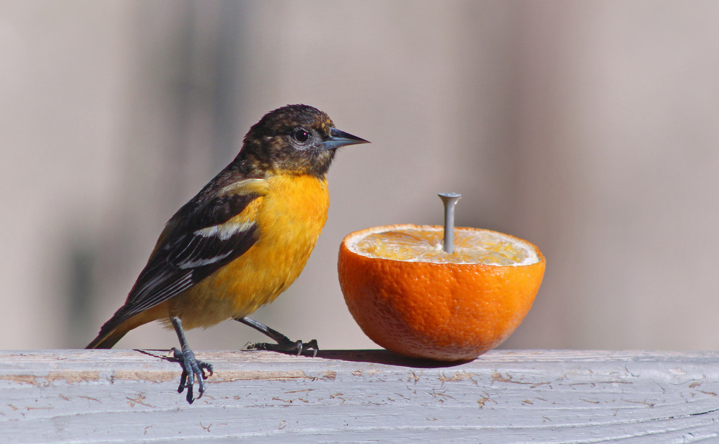 1st Year Male Baltimore Oriole by paintdipper