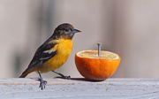 11th May 2019 - 1st Year Male Baltimore Oriole