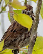 9th May 2019 - song sparrow closeup