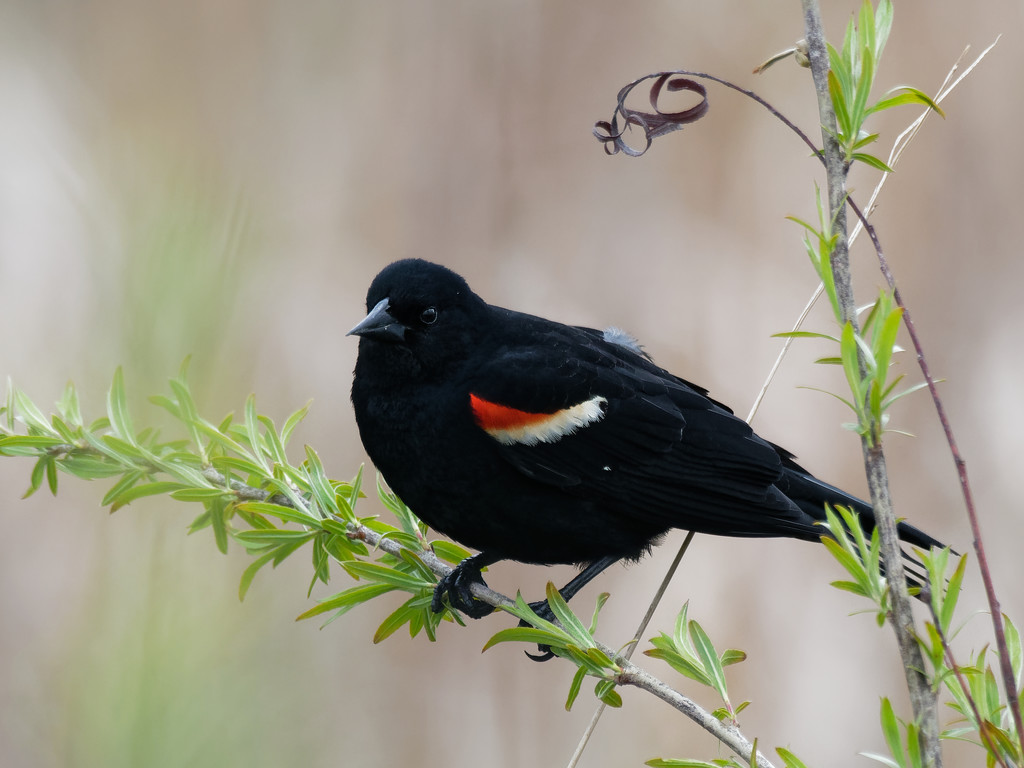 red-winged blackbird profile by rminer