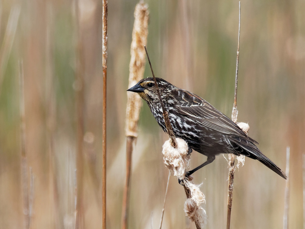 female red-winged blackbird with cattails by rminer