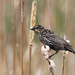 female red-winged blackbird with cattails by rminer