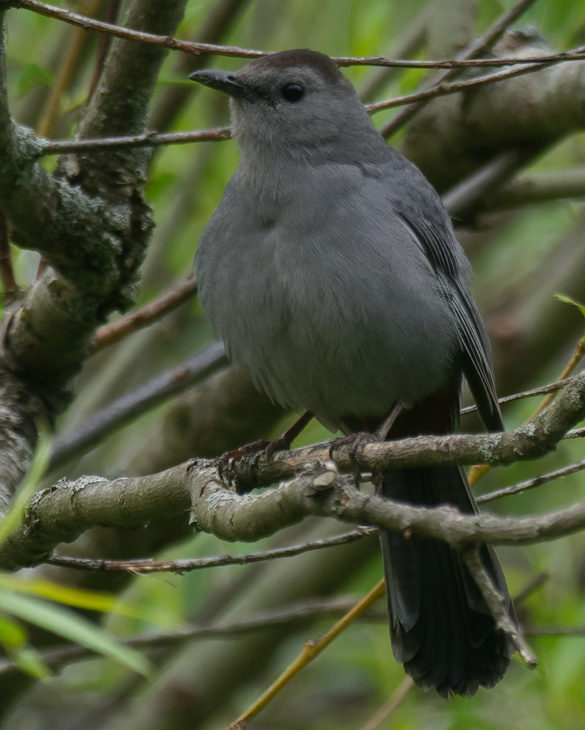 Gray Catbird by rminer