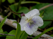 11th May 2019 - white violet 