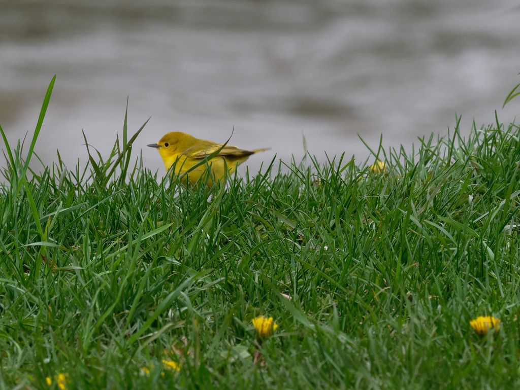 warbler and lawn by rminer