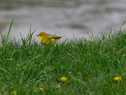 11th May 2019 - warbler and lawn
