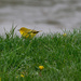 warbler and lawn by rminer