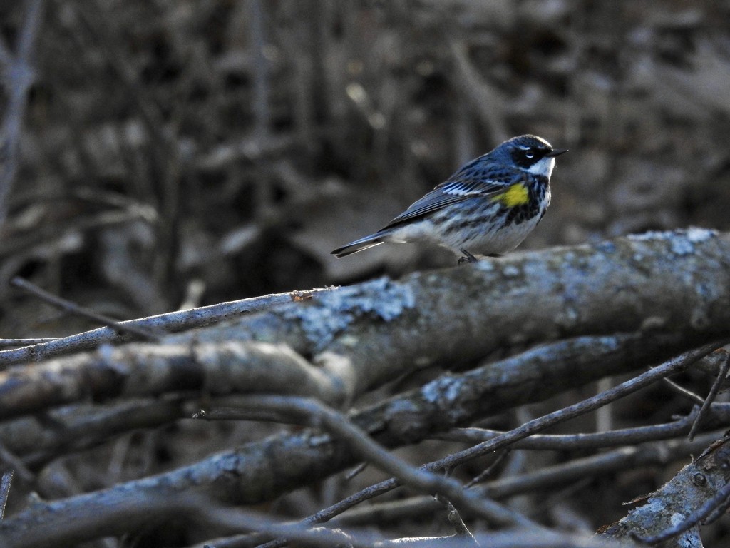 Yellow rumped warbler by amyk