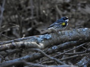 11th May 2019 - Yellow rumped warbler