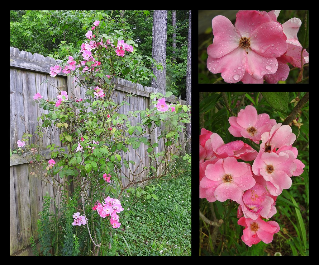 Rose bush is full of flowers by homeschoolmom